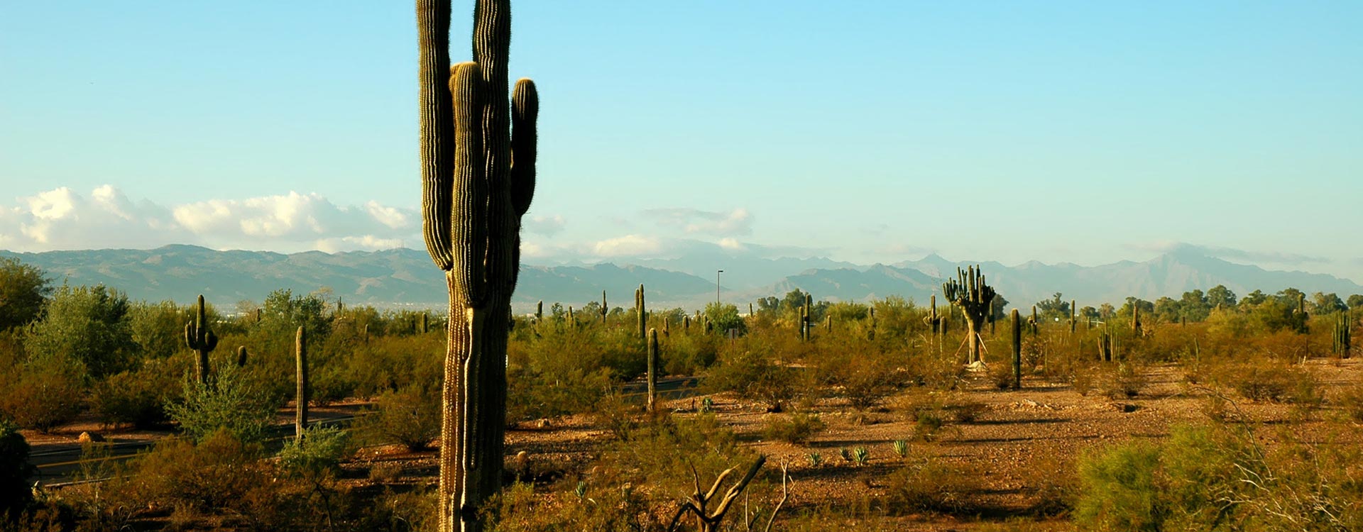 desert-cactus